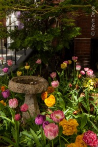 Boston Spring Blooming