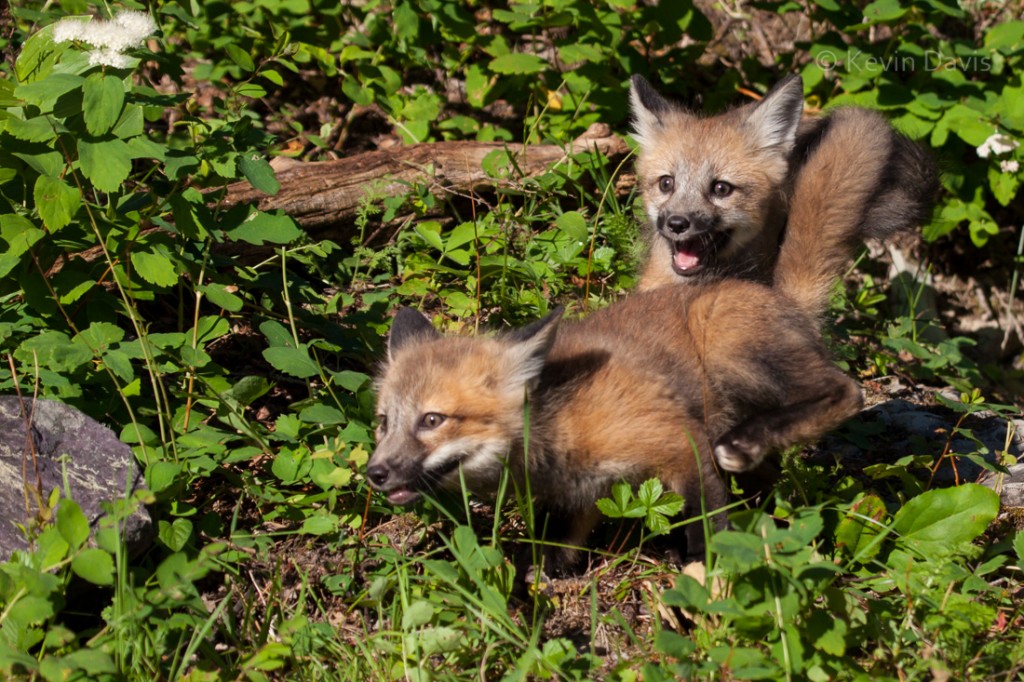 Red Fox cubs