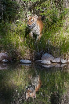 tiger reflection