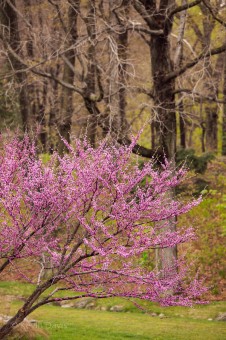 Pink / magenta flowers, closely following the branches.