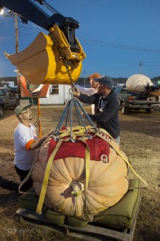 Giant pumpkin weigh-off competition