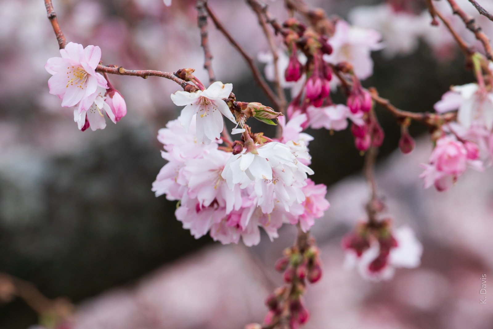 2020 Cherry Blossom Watch : Boston MA