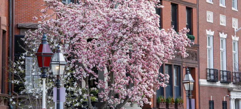 2021 Cherry Blossom Watch : Boston MA