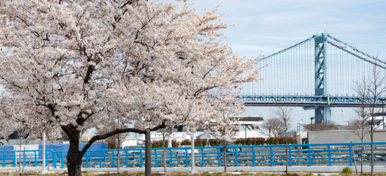 Cherry Blossom Watch – 2026 Northeast *Update*