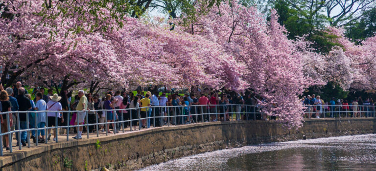 cherry blossoms at the tidal basin