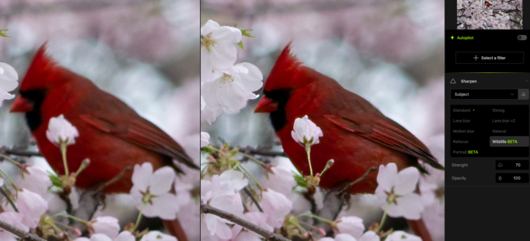 Editing Photographs with Topaz Labs AI tools Editing Photographs with Topaz Labs AI tools