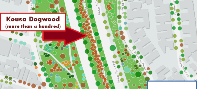 Interactive Map of All Trees in Your City Interactive Map of All Trees in Your City